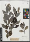 Foto von Salix appendiculata Vill.